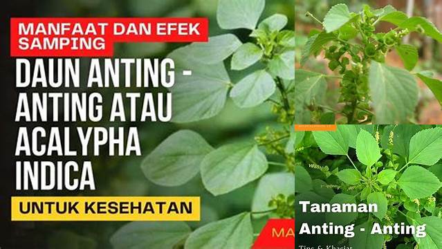 10 Manfaat Daun Anting Anting untuk Kesehatan Anda yang Terbukti