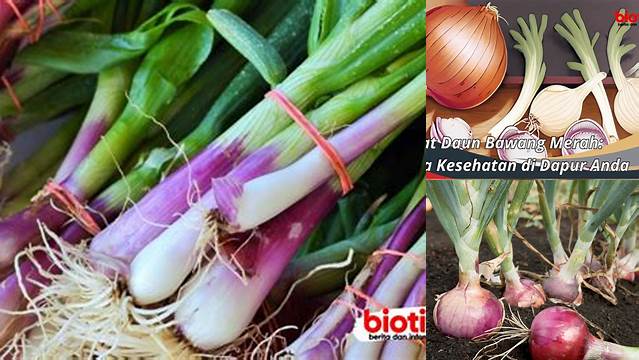 Temukan 7 Manfaat Daun Bawang Merah yang Jarang Diketahui