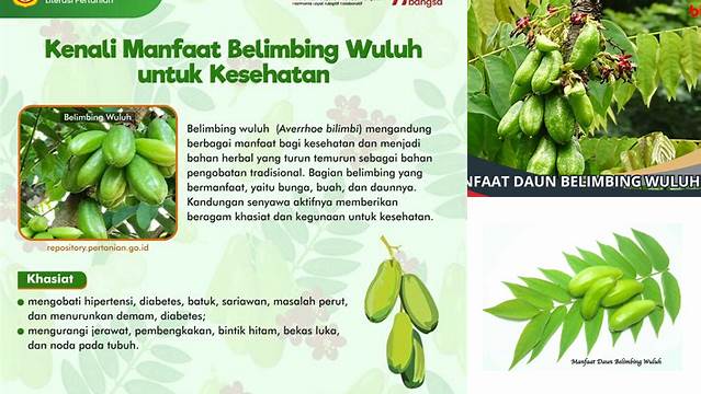 Temukan Manfaat Daun Belimbing Wuluh yang Jarang Diketahui