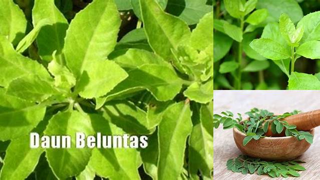 Manfaat Dahsyat Daun Beluntas untuk Ibu Menyusui, Wajib Tahu!