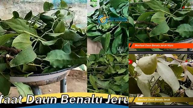 Manfaat Daun Benalu Jeruk yang Jarang Diketahui, Wajib Tahu!