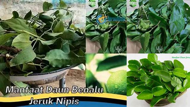 Temukan Manfaat Daun Benalu Jeruk Nipis yang Jarang Diketahui
