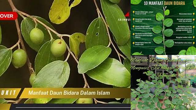 9 Manfaat Daun Bidara dalam Islam untuk Kesehatan dan Ruqyah