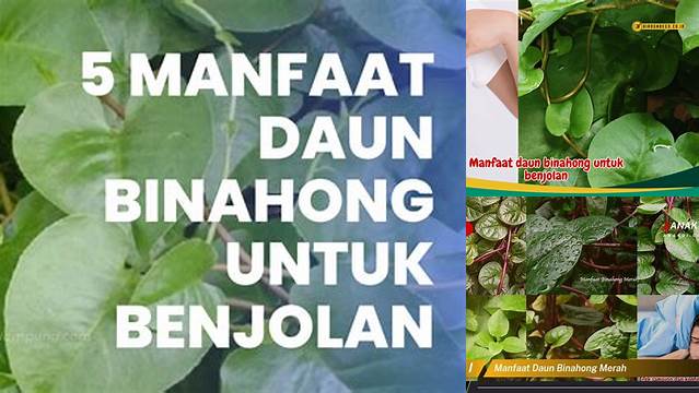 8 Manfaat Daun Binahong Untuk Benjolan, Kecilkan, Redakan, Atasi Secara Alami dan Efektif
