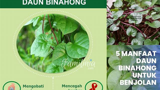 Temukan Manfaat Daun Binahong untuk Miss V yang Jarang Diketahui