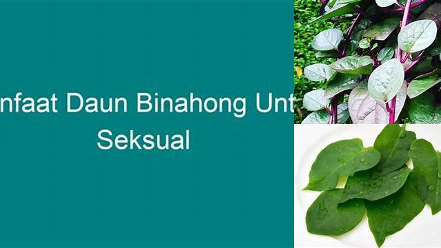 Temukan Khasiat Dahsyat Daun Binahong untuk Seksual yang Jarang Diketahui