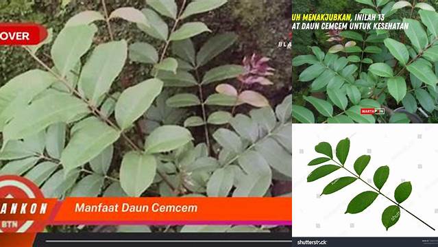 Ungkap 7 Manfaat Daun Cemcem yang Jarang Diketahui