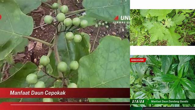 Manfaat Daun Cepokak yang Jarang Diketahui, Wajib Anda Tahu!