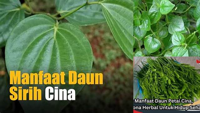 Manfaat Daun Cina: Apa yang Perlu Anda Ketahui