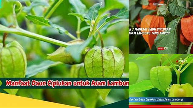 Temukan Manfaat Daun Ciplukan untuk Asam Lambung yang Jarang Diketahui