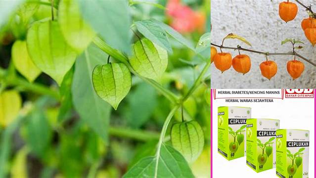 9 Manfaat Daun Ciplukan untuk Paru-paru yang Jarang Diketahui