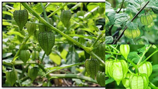 Temukan Manfaat Daun Ciplukan untuk Stroke yang Jarang Diketahui dan Bikin Penasaran