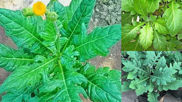 Manfaat Daun Dewa untuk Kesehatan yang Jarang Diketahui