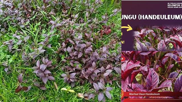 Manfaat Daun Handeuleum untuk Ambeien: Temukan Solusi Unik Anda