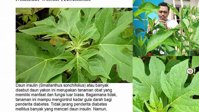 Manfaat Daun Insulin untuk Kesehatan, Temukan Khasiatnya yang Jarang Diketahui!