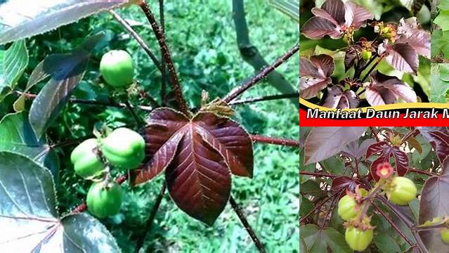 Temukan Manfaat Daun Jarak Merah yang Jarang Diketahui