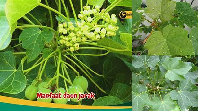 Temukan Manfaat Tak Terduga Daun Jarak untuk Kesehatan