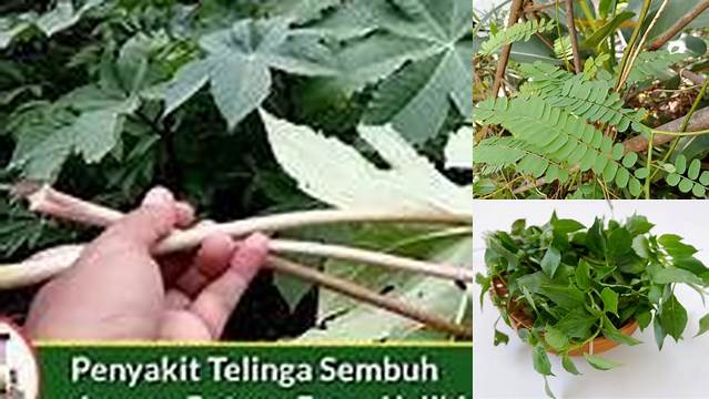 Temukan Khasiat Daun Kaliki untuk Telinga, Rahasia yang Jarang Diketahui!