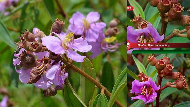 Manfaat Daun Karamunting yang Perlu Diketahui