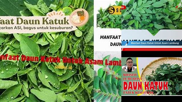 Temukan Manfaat Daun Katuk untuk Asam Lambung yang Jarang Diketahui!