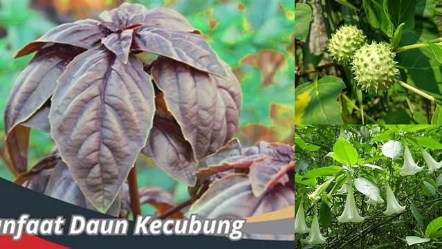 Temukan Khasiat Daun Kecubung yang Menakjubkan!