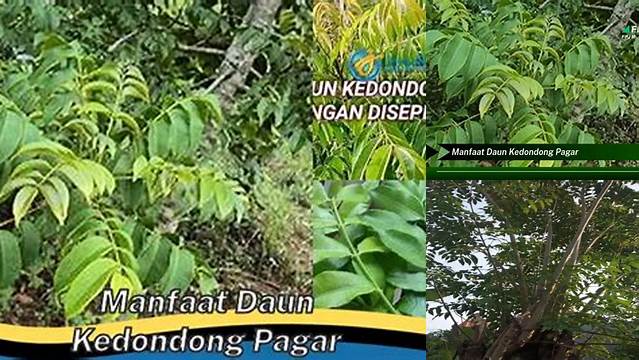 Temukan Manfaat Daun Kedondong Pagar yang Jarang Diketahui