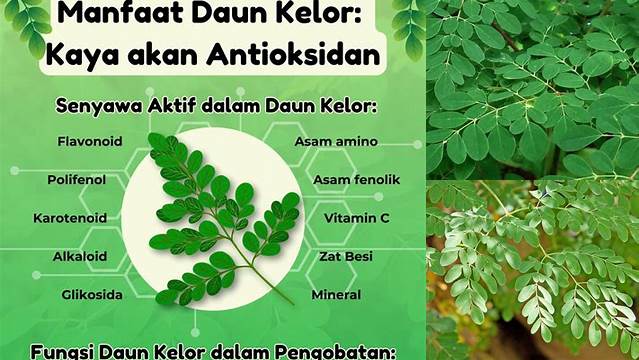 Manfaat Daun Kelor yang Jarang Diketahui, Wajib Baca!