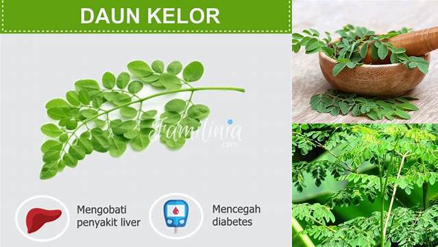 Temukan Manfaat Daun Kelor untuk Diabetes yang Jarang Diketahui