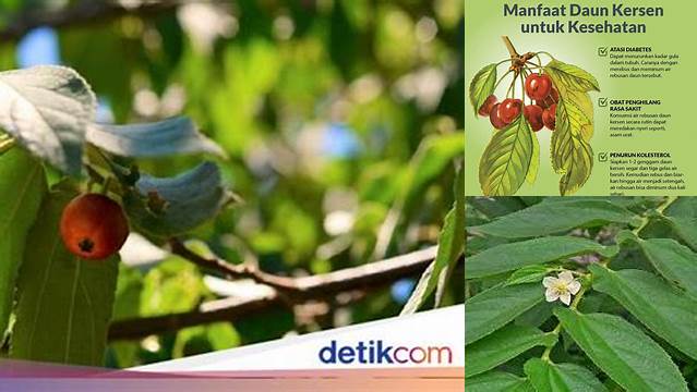 Manfaat Daun Kersen untuk Kolesterol yang Jarang Diketahui