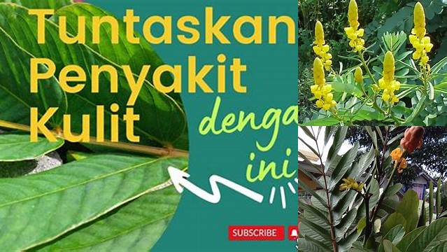 Temukan Manfaat Daun Kimanila yang Jarang Diketahui