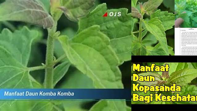 Manfaat Daun Komba Komba yang Jarang Diketahui, Ayo Kepoin!