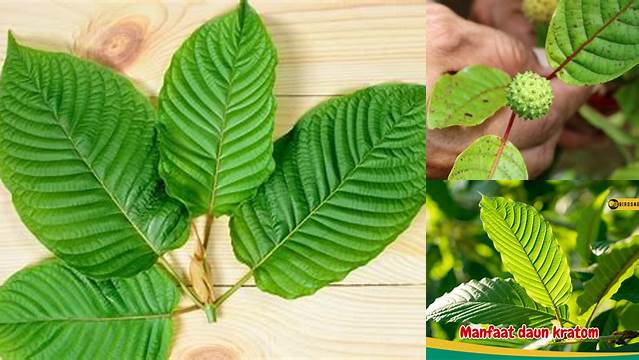 Temukan Khasiat Daun Kratom yang Jarang Diketahui