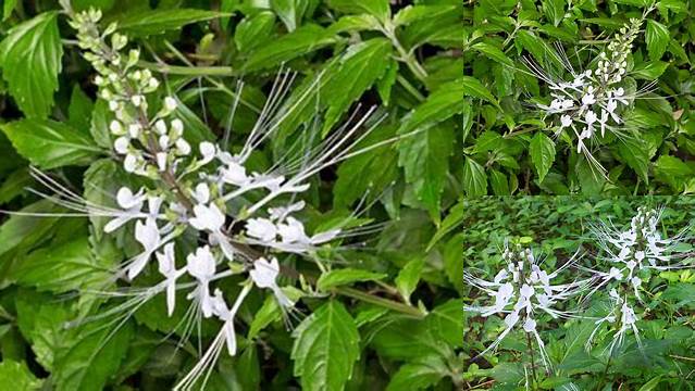 Temukan Manfaat Daun Kumis Kucing yang Belum Diketahui