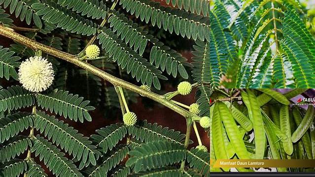 Manfaat Langka Daun Lamtoro yang Wajib Anda Ketahui