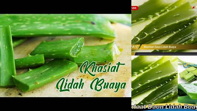 8 Manfaat manfaat daun lidah buaya Temukan Khasiat Tersembunyi