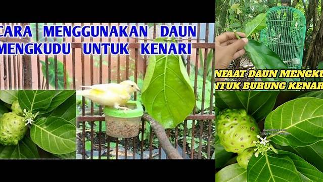 Temukan Manfaat Daun Mengkudu untuk Burung yang Luar Biasa