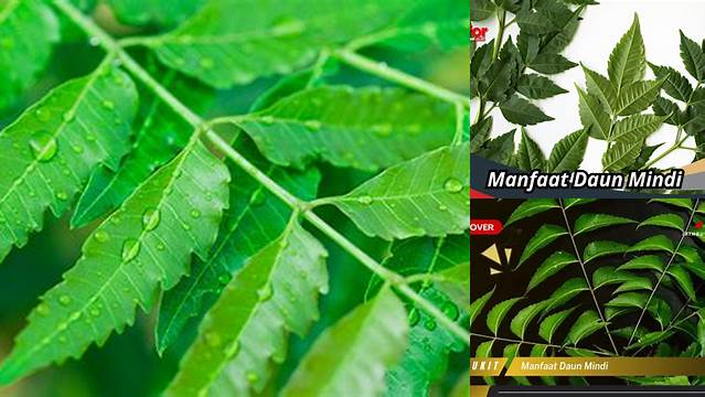 10 Manfaat manfaat daun mindi untuk kesehatan tersembunyi