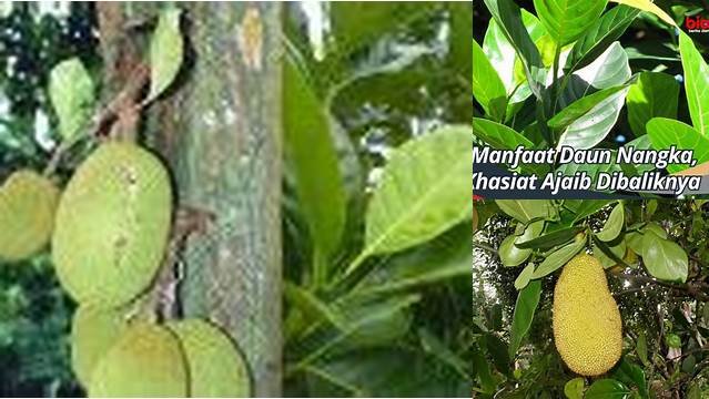 10 Manfaat Daun Nangka untuk Kesehatan Anda