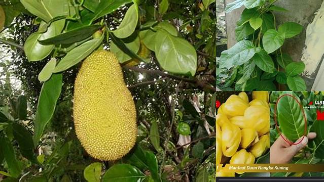 Manfaat Daun Nangka Kuning yang Belum Diketahui