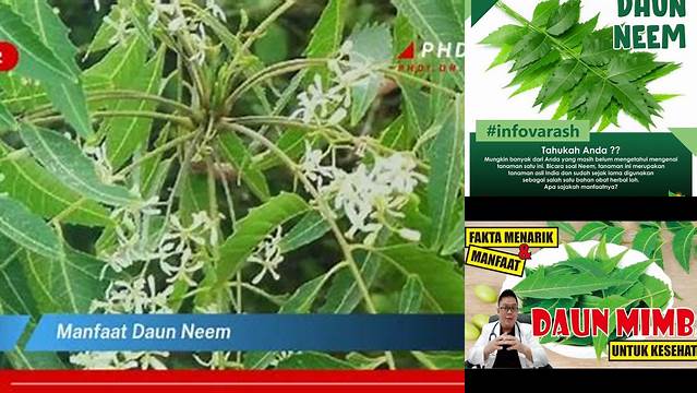 Manfaat Daun Neem yang Jarang Diketahui, Wajib Tahu!