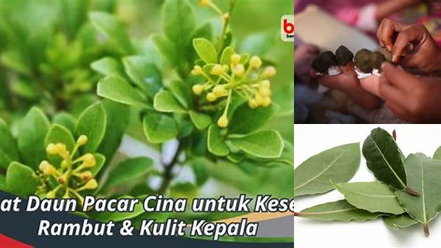 Manfaat Daun Pacar yang Perlu Kamu Tahu