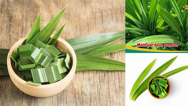 8 Manfaat Daun Pandan untuk Kesehatan dan Kecantikan Alami