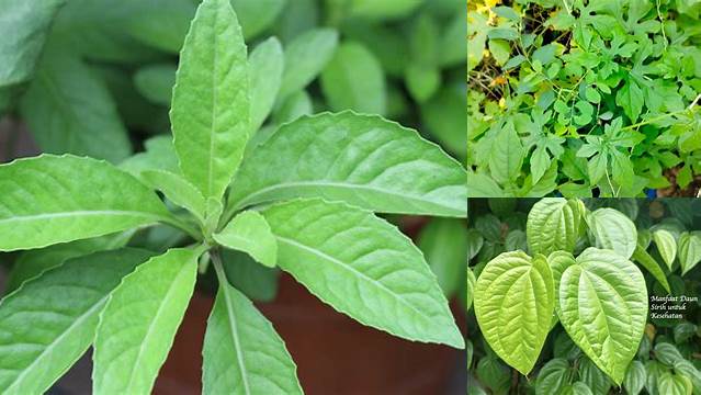 Temukan Rahasia Manfaat Daun Parasetamol yang Jarang Diketahui