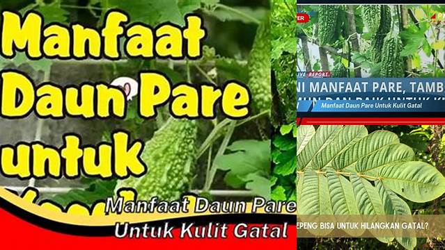 Temukan Manfaat Daun Pare untuk Kulit Gatal yang Jarang Diketahui