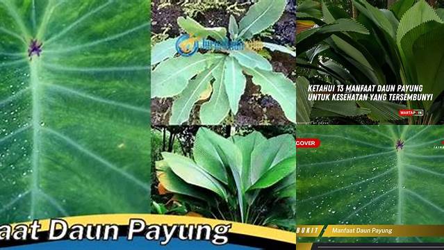 Temukan 7 Manfaat Daun Payung untuk Kesehatan Anda yang Jarang Diketahui