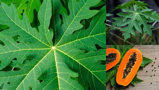Manfaat Daun Pepaya yang Perlu Anda Ketahui