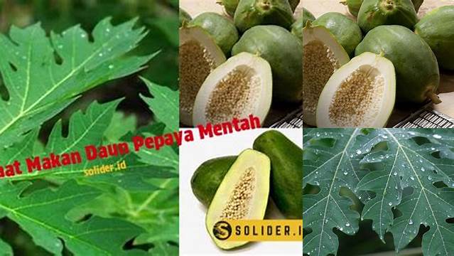 Temukan Khasiat Daun Pepaya Mentah yang Jarang Diketahui