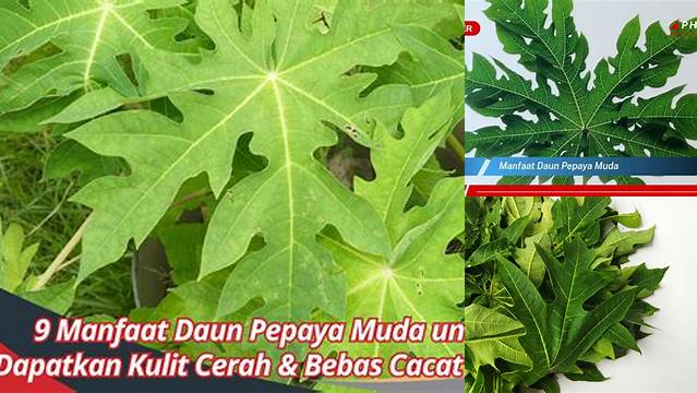 8 Manfaat manfaat daun pepaya muda Ungkap Khasiat Alami