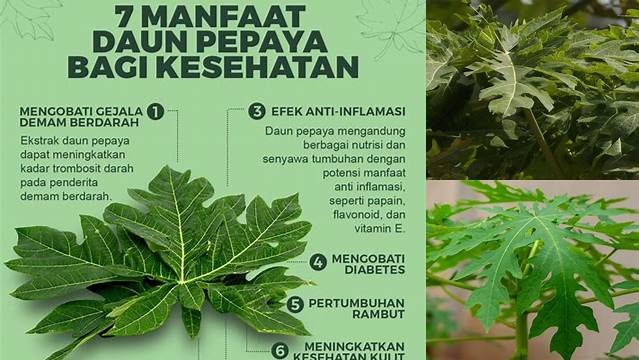Temukan Manfaat Daun Pepaya untuk Darah Tinggi yang Jarang Diketahui