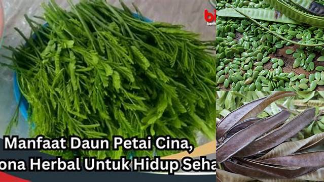 Manfaat Daun Petai yang Jarang Diketahui, Wajib Baca!